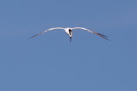 Attēlu rezultāti vaicājumam “Sterna sandvicensis adult”