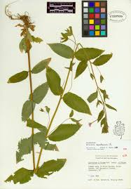 Attēlu rezultāti vaicājumam “Epilobium montanum”