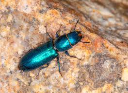 Attēlu rezultāti vaicājumam “Trogossitidae”