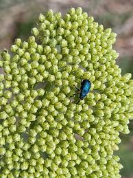 Attēlu rezultāti vaicājumam “Magdalis sp.”