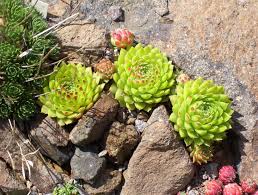 Attēlu rezultāti vaicājumam “Jovibarba globifera fruit”