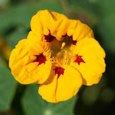 Image result for Tropaeolum minus