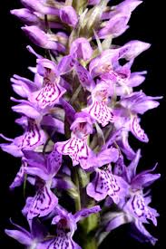 Attēlu rezultāti vaicājumam “Dactylorhiza majalis subsp. baltica”