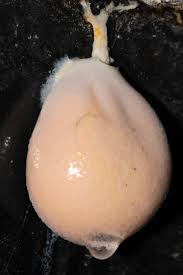 Attēlu rezultāti vaicājumam “Lycogala flavofuscum spores”