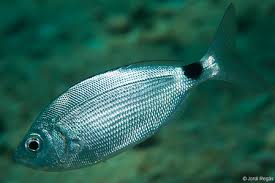 Image result for Oblada melanurus