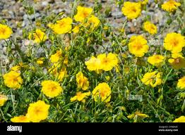 Attēlu rezultāti vaicājumam “Helianthemum x hybridum”