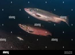 Image result for Oncorhynchus kisutch