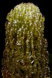 Attēlu rezultāti vaicājumam “Ceratophyllaceae”