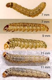 Attēlu rezultāti vaicājumam “Tischeria complanella larva”