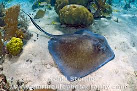 Image result for Hypanus americanus