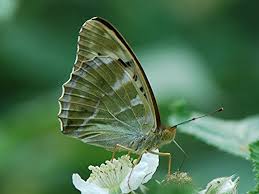 Attēlu rezultāti vaicājumam “Argynnis paphia underside”