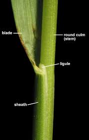 Attēlu rezultāti vaicājumam “Poa pratensis”