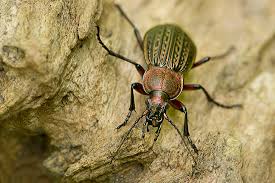 Attēlu rezultāti vaicājumam “Carabus cancellatus”