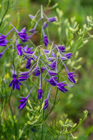 Attēlu rezultāti vaicājumam “Consolida regalis leaf”