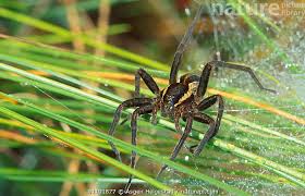 Attēlu rezultāti vaicājumam “Dolomedes fimbriatus”