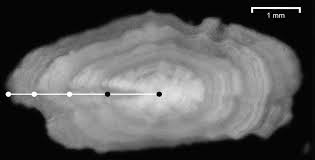 Image result for Chelon richardsonii