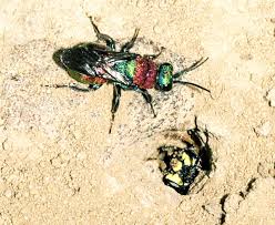 Attēlu rezultāti vaicājumam “Hedychrum sp.”