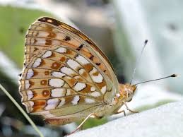 Attēlu rezultāti vaicājumam “Argynnis niobe”