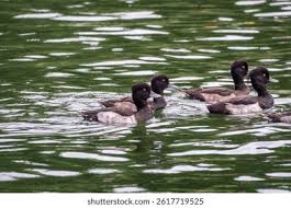 Attēlu rezultāti vaicājumam “Aythya fuligula male”