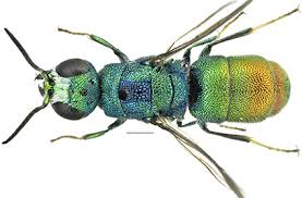 Attēlu rezultāti vaicājumam “Chrysididae”