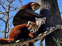 Résultat de recherche d'images pour "pandas"