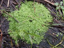 Attēlu rezultāti vaicājumam “Riccia rhenana”