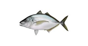 Image result for Pseudocaranx dentex