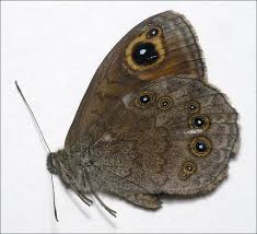 Attēlu rezultāti vaicājumam “Lasiommata maera underside”