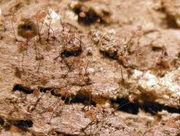 Attēlu rezultāti vaicājumam “Cribraria cancellata stalked”