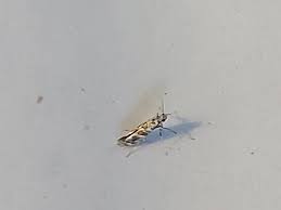 Attēlu rezultāti vaicājumam “Gracillaria syringella imago”