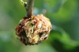 Attēlu rezultāti vaicājumam “Andricus foecundatrix”