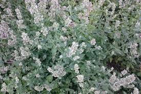 Image result for Nepeta cataria