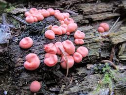 Attēlu rezultāti vaicājumam “Lycogala convexum macro”