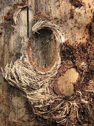 Attēlu rezultāti vaicājumam “Acanthocinus aedilis”