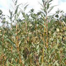 Attēlu rezultāti vaicājumam “Salix”