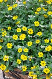 Image result for Sanvitalia procumbens