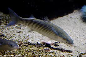 Image result for Mugil cephalus