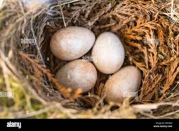Attēlu rezultāti vaicājumam “Erithacus rubecula eggs”