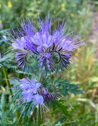 Attēlu rezultāti vaicājumam “Phacelia tanacetifolia leaf”