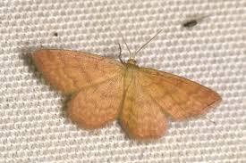 Attēlu rezultāti vaicājumam “Idaea serpentata”
