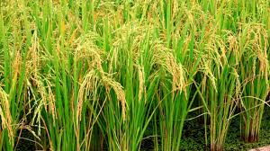 Attēlu rezultāti vaicājumam “Gramineae”