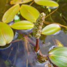 Attēlu rezultāti vaicājumam “Potamogeton natans leaf”