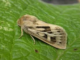 Attēlu rezultāti vaicājumam “Cerapteryx graminis”