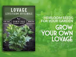 Attēlu rezultāti vaicājumam “Levisticum officinale leaf”