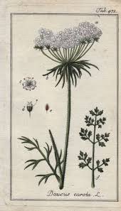 Image result for Daucus carota