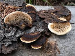 Attēlu rezultāti vaicājumam “Gloeophyllum abietinum”