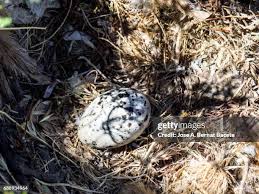 Attēlu rezultāti vaicājumam “Larus argentatus nest”
