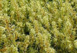 Attēlu rezultāti vaicājumam “Rhytidiadelphus”