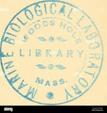 Attēlu rezultāti vaicājumam “Scaphisoma sp.”