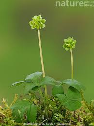 Attēlu rezultāti vaicājumam “Adoxa moschatellina flower”